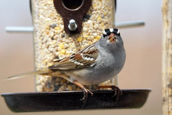 White-crowned sparrow eating — Stock Photo, Image