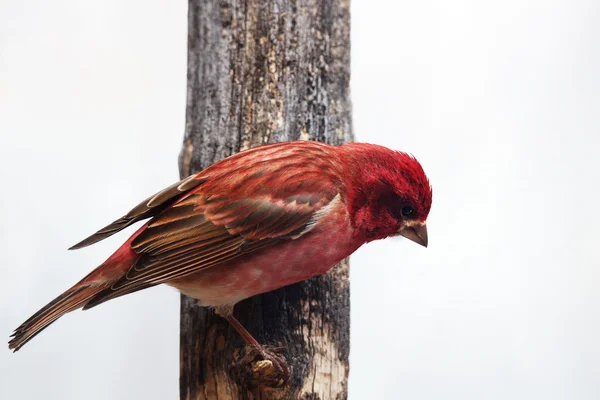 Finch roxo macho na árvore — Fotografia de Stock