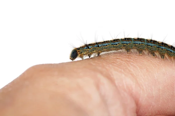 Caterpillar on hand — Stock fotografie