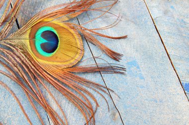 Gözü mavi ahşap üzerine tavuskuşu