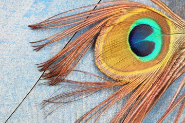 Peacock feather wood göz