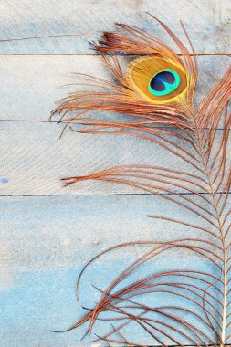 Peacock feather vertical clipart