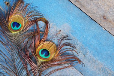 Wood açıda tavus kuşu tüyü