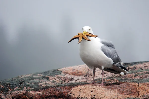 Gabbiano aringa con stelle marine — Foto Stock