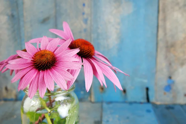 Květy růžové echinacea v jarover modré pozadí — Stock fotografie