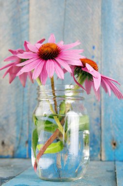 Pink echinacea flowers - vertical bright