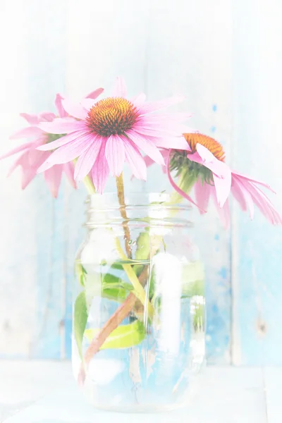 Pink echinacea flowers white wash — 스톡 사진