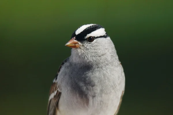 White-crowned sparrow closeup — Stock Photo, Image