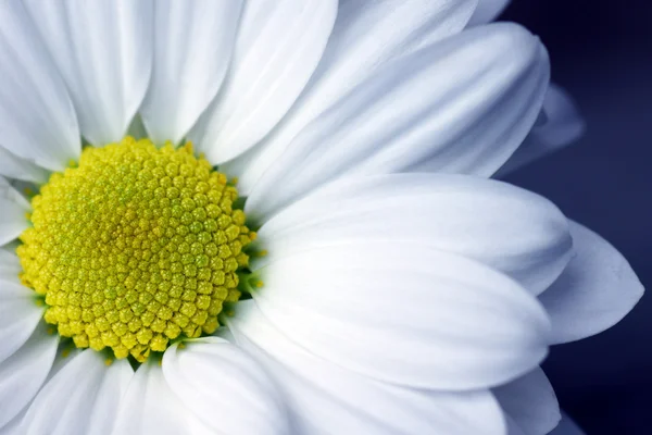 Daisy blue tone — Stockfoto