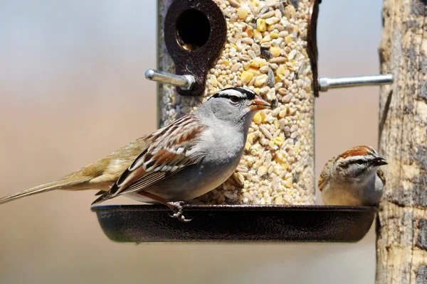 Sparrows at bird feeder — Stock Photo, Image