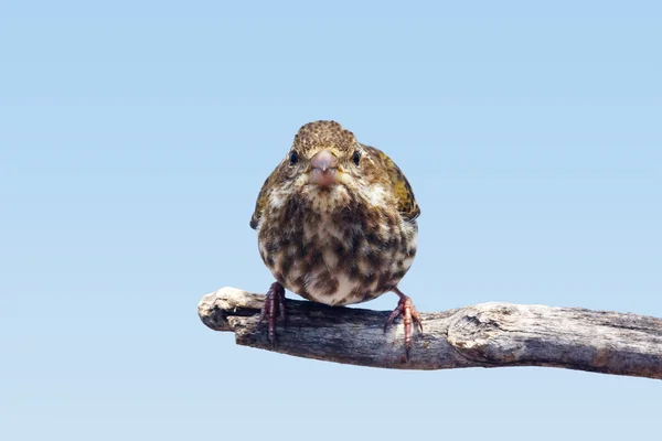 Femelle pourpre finch fixer — Photo