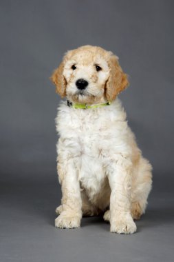 Şirin goldendoodle yavru