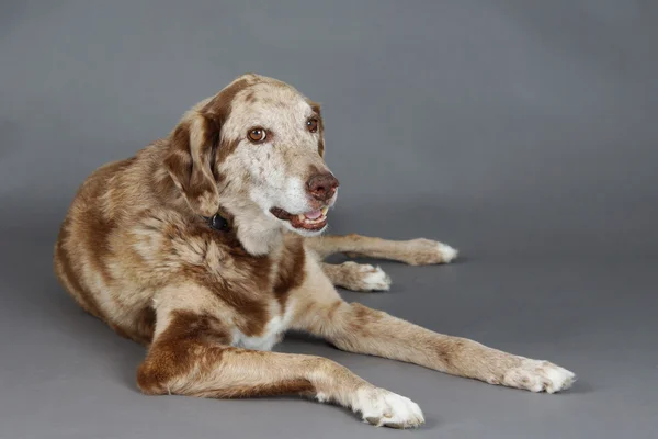 Большая пятнистая собака в студии — стоковое фото