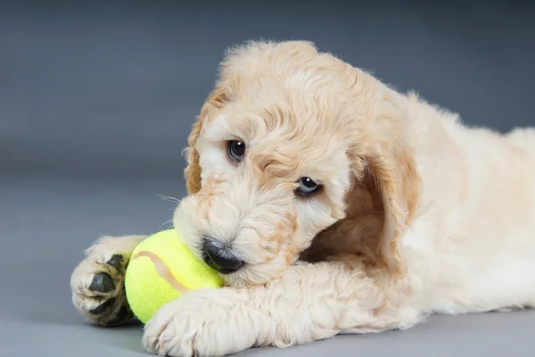 Filhote de cachorro com bola de tênis — Fotografia de Stock