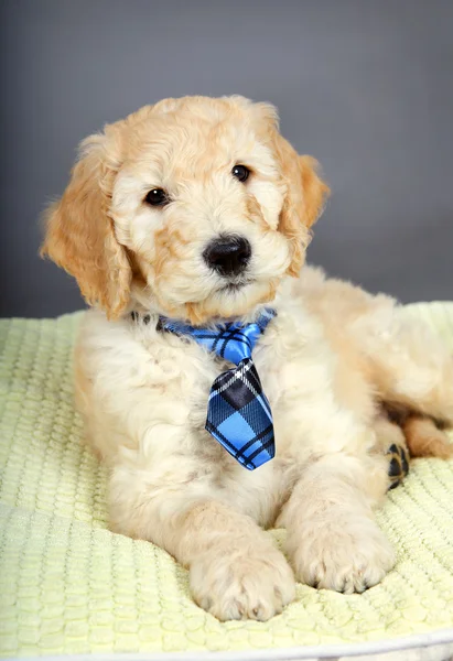 Cute puppy with tie — Stock Photo, Image