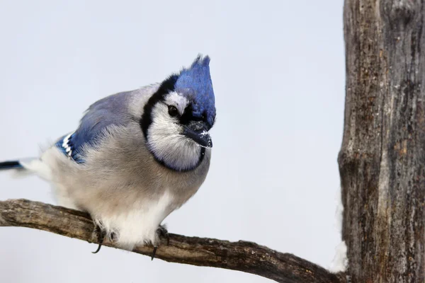 Blue jay på gren — Stockfoto