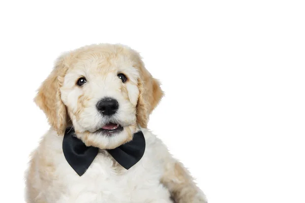 Cãozinho bonito sobre branco — Fotografia de Stock