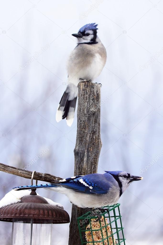 Two blue jays 