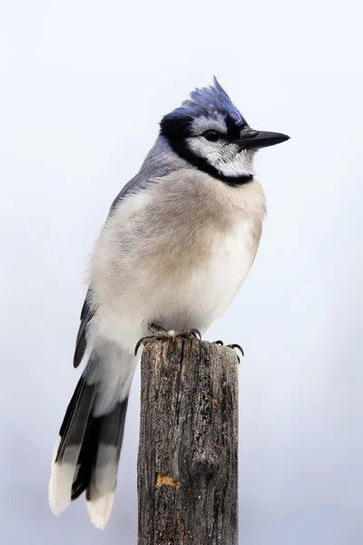 Blue jay på stolpe — Stockfoto