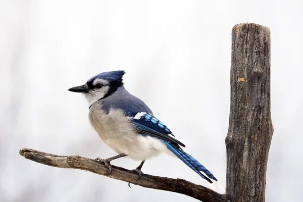 Blue jay på gren — Stockfoto