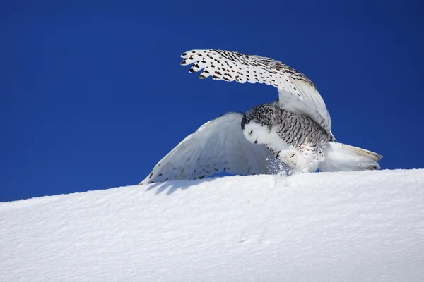Kar baykuşu avcılık — Stok fotoğraf