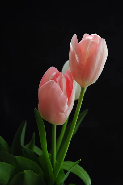 Mechones rosados sobre fondo negro — Foto de Stock