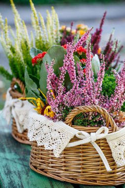 Calluna ve aranjmani