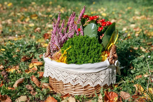 Calluna, hebe e kalanchoe — Fotografia de Stock