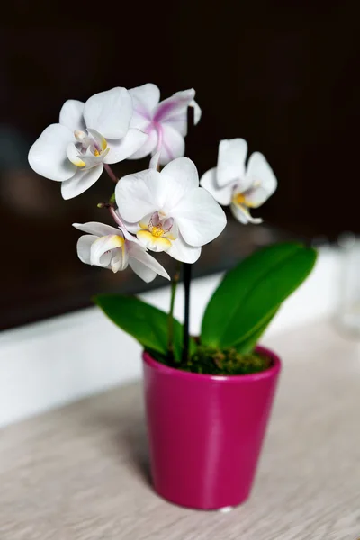 Vit orkidé blomma på fönsterbrädan Stockfoto