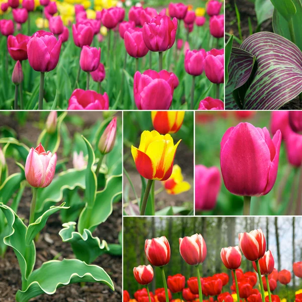 Los tulipanes - hermosas flores de primavera — Foto de Stock