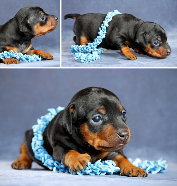 Cachorro pinscher miniatura —  Fotos de Stock