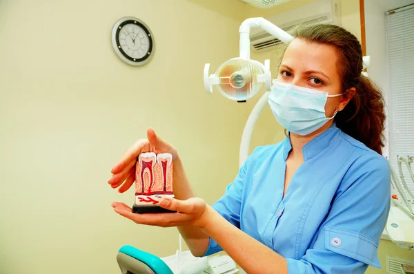 Diş hekimi diş modeli holding