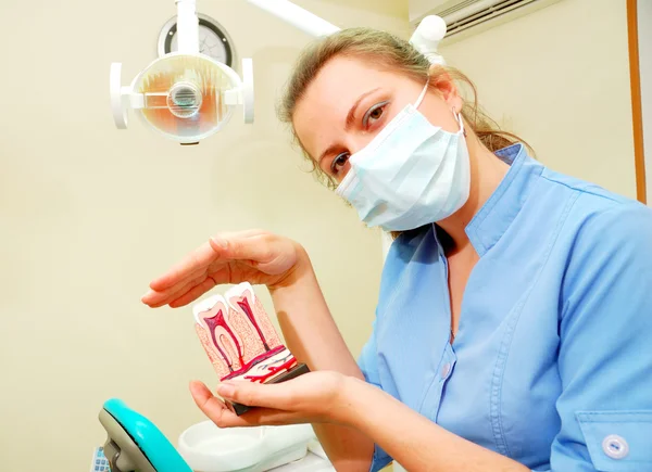 Dentista sosteniendo dientes modelo —  Fotos de Stock