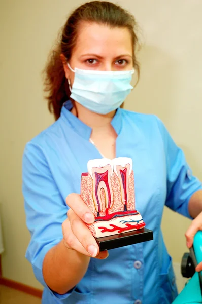 Dentist holding teeth model — Stock Photo, Image