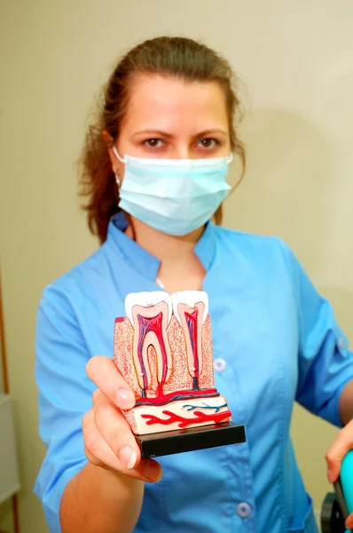 Dentist holding teeth model — Stock Photo, Image