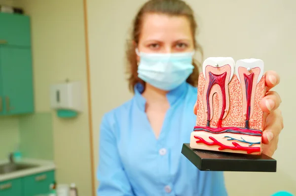 Стоматолог тримає модель зубів — стокове фото