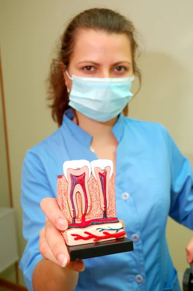 Zubař drží zuby modelu — Stock fotografie