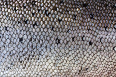 Somon'ın deri arka plan 