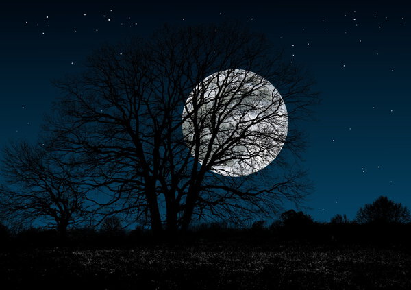 Forest on mysterious full moon background