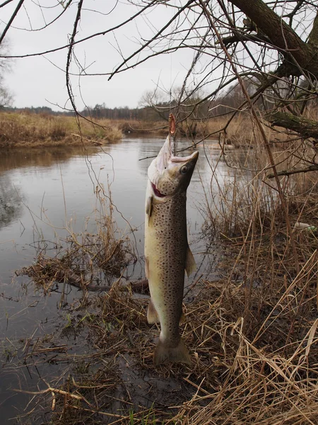 Salmon on fishing-rod — Stock Photo, Image