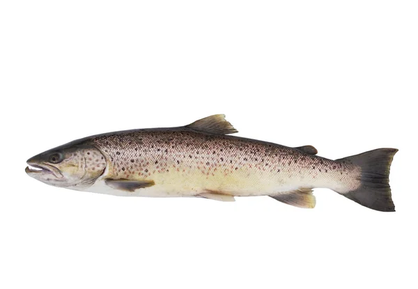 Большой лосось изолирован — стоковое фото