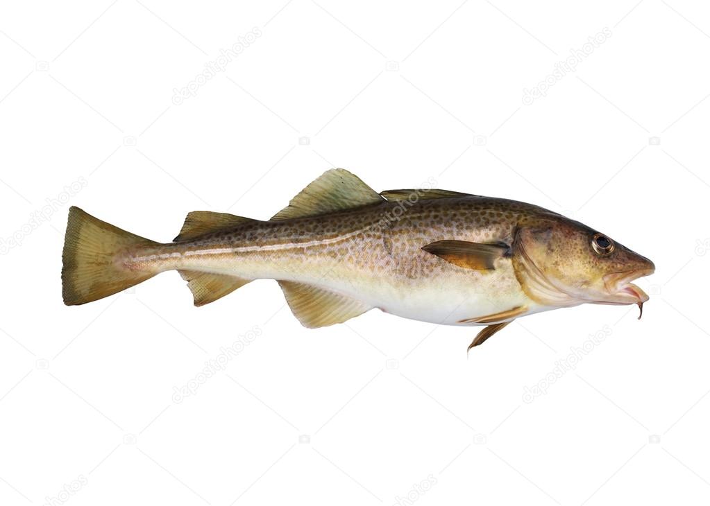 big codfish isolated