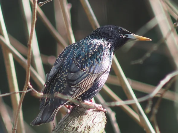 Oiseau de beauté étourneau — Photo