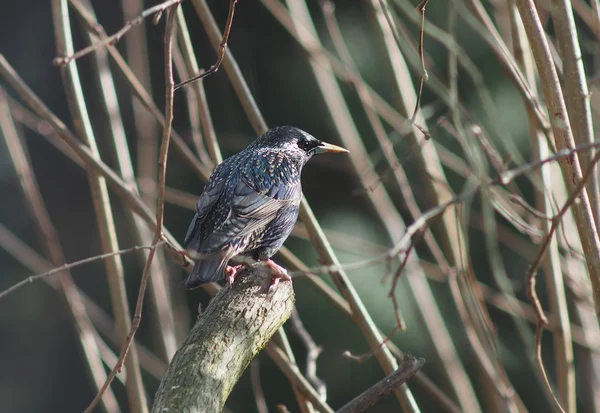 Beauty bird starling — Stock Photo, Image