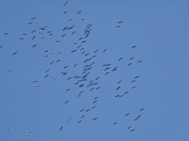 Dış görev uçan kuşlar  