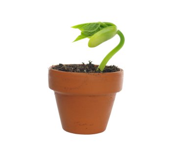 izole fasulye takımıdır