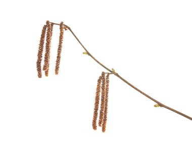 hazel'ın önümüzdeki izole