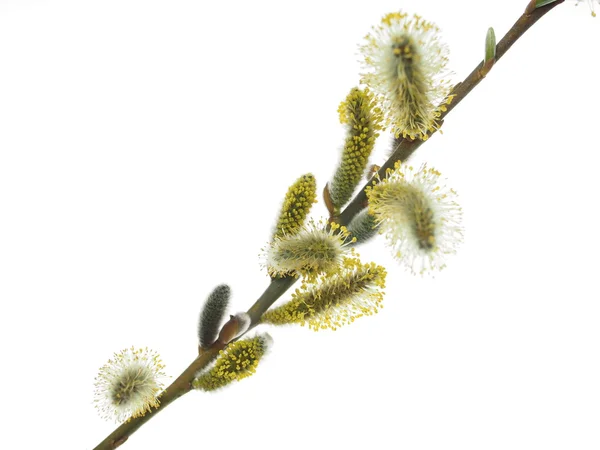 Pussy willow bloem — Stockfoto