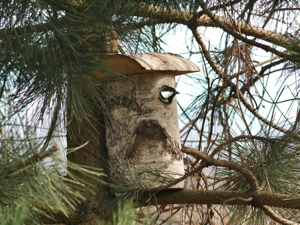 Ptak Sikora i birdhouse — Zdjęcie stockowe