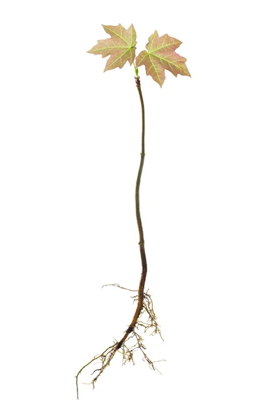 Small acer isolated — Stock Photo, Image